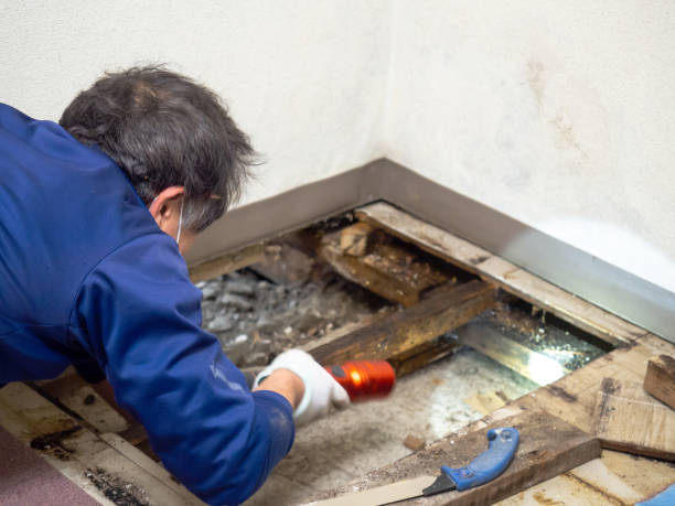 Best Mold Remediation  in Wolf Creek, UT