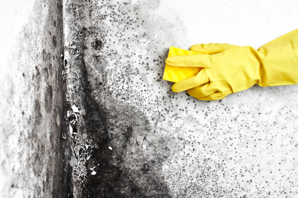 Trusted Wolf Creek, UT Mold Removal Experts