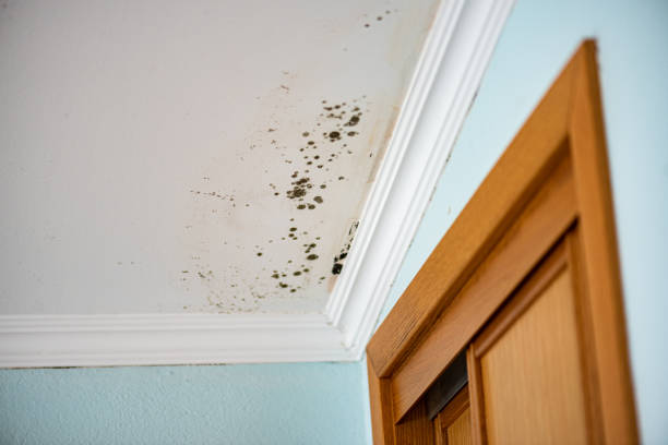 Best Mold Removal Specialists  in Wolf Creek, UT