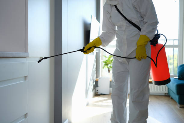 Best Attic Mold Removal  in Wolf Creek, UT
