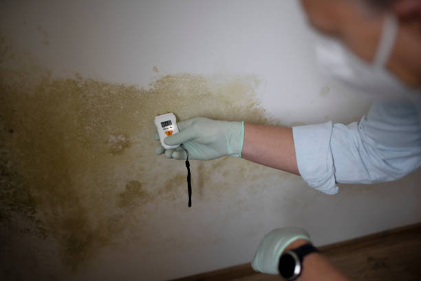 Best Fast Mold Removal  in Wolf Creek, UT