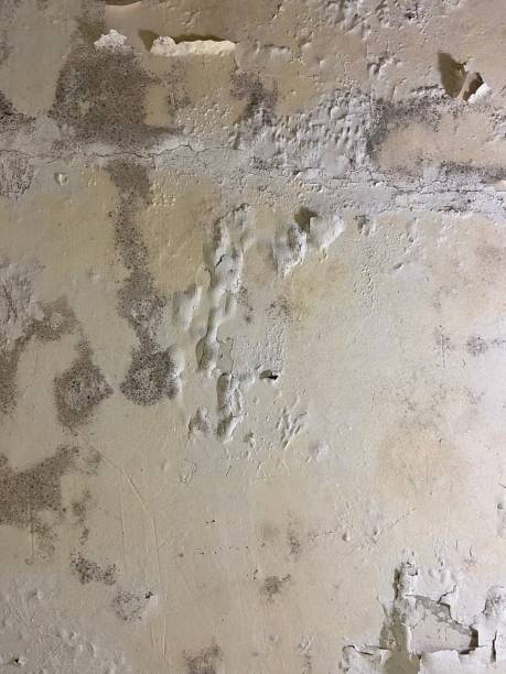 Best Office Mold Removal Services  in Wolf Creek, UT