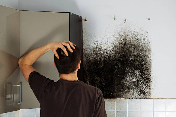 Best Mold Damage Repair  in Wolf Creek, UT